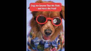 Dogs Are Smarter Than We Think – and Here’s the Proof [upl. by Adnala5]