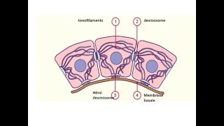 HISTOLOGIE Epithéliums de revêtement [upl. by Dej]