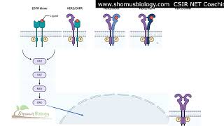 Herceptin signaling pathway  Trastuzumab [upl. by Strohbehn]