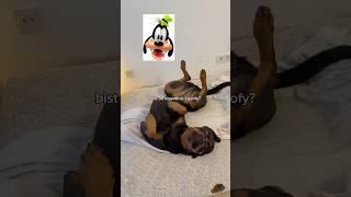 mein Rottweiler greift an 🐊 youtubeshorts [upl. by Aehsa878]