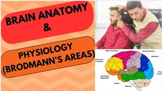 BRAIN ANATOMY amp PHYSIOLOGY BRODMANNS AREAS [upl. by Gusty]