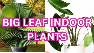 Stylish Houseplants With Big Leaves  Big Leaf Indoor Plants [upl. by Ardnohs]