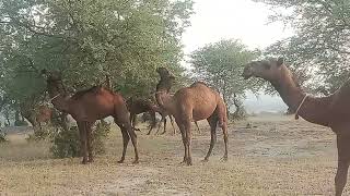 Beautiful Camels Jurneykamal Puri Daachi Farm [upl. by Stevena]