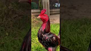 AYAM PAMA IQ sundafarm [upl. by Drahsir]