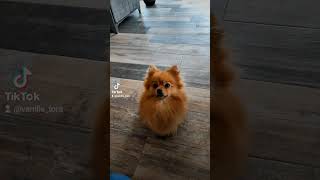 Quelle glouton spitzdog love pomeranian cute spitzdog spitzlovers spitz pom [upl. by Akirderf]