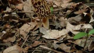 Morel Mushroom Life Cycle growth Time Lapse [upl. by Danette]