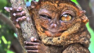 True Facts About The Tarsier [upl. by Aneen550]