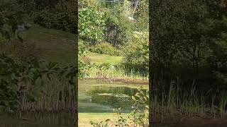 Blue Heron in New Hampshire [upl. by Llenoj745]