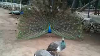 Apareamiento de Pavo Real El Monasterio Los RealejosTenerife [upl. by Bambi]