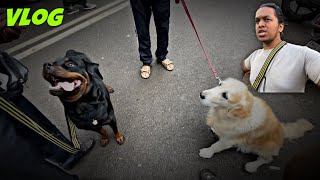 Rottweiler Met 9 YearsOld GoldenRetriever And Stuck In Cricket Net  Day128 dog rottweiler vlog [upl. by Yolande442]