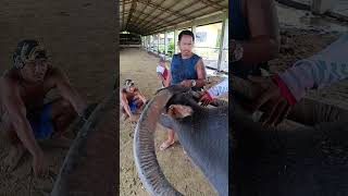 Longest horn carabaoviralvideo carabao farmanimals animals shorts [upl. by Elirpa]