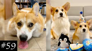 Best Corgi 🐶💜 Compilation  Funny Moments With Corgis [upl. by Annairt]