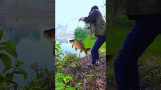 Small fishing rod big fish 😱 fishing cauca fish fishinglife caucagiaitri [upl. by Darrey]