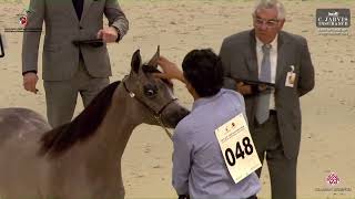 N 48 ANOOD AL ANDALUS EAHS National A H Championships 2024 Yearling Fillies Section C Class 1 [upl. by Elleon]