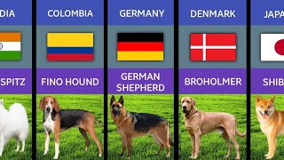 Dog Breeds From Different Countries Comparison [upl. by Gitt]