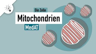 Mitochondrien  Aufbau amp Funktion  MedAT  Biologie [upl. by Ahsitan]