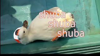 Shuba chuba subaru  Animal hololive [upl. by Haziza294]