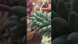 Pachyphytum Compactum monicasuculentasecia suculentas shorts [upl. by Obeng]