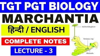 MarchantiaMarchantia MorphologyBryophyte MarchantiaMorphology of GametophyteMarchantia3 bsc [upl. by Cesaro418]