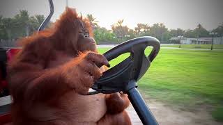 Orangutan driving a golf cart to Fleetwood Mac [upl. by Marbut]