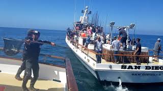 Pacific Voyager 3 Day San Diego Jun 8 2018 Bluefin Tuna Yellowtail Calico [upl. by Betta]