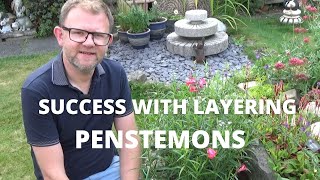 EASY Penstemon Layering to Increase Stock  Plant Propagation  Gardening Tips  Perennial Garden [upl. by Cohberg]