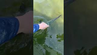 New Jersey HOUNDFISH Catch and Release [upl. by Gabriellia287]