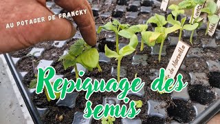 Repiquage des semis de tomates melons concombres [upl. by Ahsenrat]