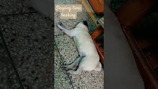 dog barking sounds to make your dog bark  dogsleeping dogbark pug [upl. by Maurine]