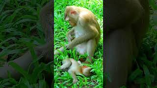 Best Clip Of Luna Monkey Daily Life With Her Baby Luno Adorable Baby Feels Hungry monkeyfamily [upl. by Animar]