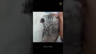 hermoso gato maullando estresado🐈‍⬛ viral shorts [upl. by Kaz]