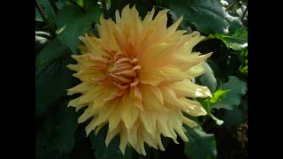 Growing dahlias month by month episode 14 October [upl. by Neyuh]