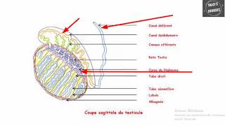 QCMs corrigés en Embryologie [upl. by Evvy845]