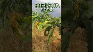 PITAHAYA 2024 [upl. by Anayaran269]