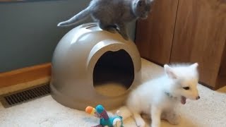 Must See Adorable Kitten Plays with Pet Foxes [upl. by Gerson345]