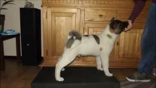 American Akita Growing from mini bear to huge bear in 8 months [upl. by Anelle]