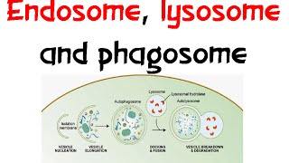 Endosome Lysozome and phagosome [upl. by Edholm]