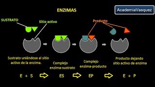 Enzimas Estructura Características y Funciones [upl. by Betta]