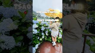 2024 Hydrangeas Festival  Tsaos Wonderland flowers travel taiwan nature viral video [upl. by Maeve705]