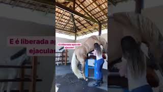 Horse Breeding season short video like share subscribe 👍 2 [upl. by Suqram756]