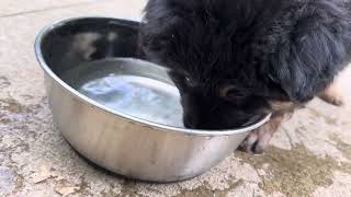 Skittles playing in the water bowl [upl. by Lincoln248]