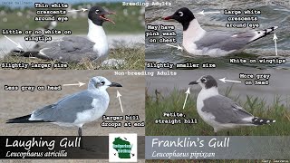 ID Tips Franklins Gull vs Laughing Gull [upl. by Ullman74]