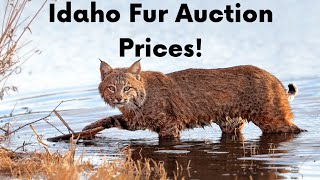 Idaho Trappers Fur Auction Prices  2023 [upl. by Eigla]