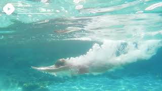 🎥 Sea Swimming Stock Footage  4K Royalty free stock video footage [upl. by Kiryt]