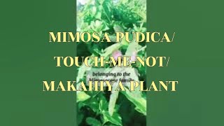 MIMOSA PUDICA TOUCHMENOTMAKAHIYA PLANTS plants nature [upl. by Beesley155]