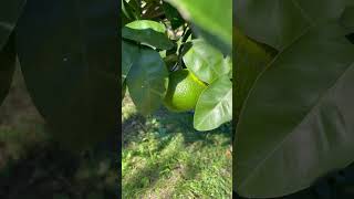 Citrus nobilis king fruit tree [upl. by Eenattirb561]