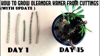 How to Grow OleanderKaner From CuttingsWith Update Video [upl. by Korwun]