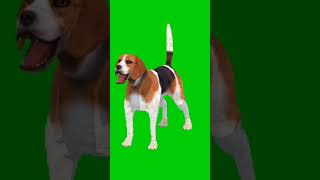 Dog green screen effect 💯 shorts story greenscreen [upl. by Cowey53]