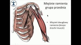 Mięśnie ramienia wstęp [upl. by Ttevy719]