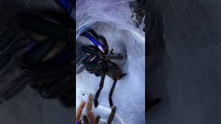 🕷🕸💛💯💛🕸🕷ELECTRIC BLUE TARANUTLA🕸💯🕸FRESH MOLTING🕸💯🕸 tarantula molting nature wildlife [upl. by Sitelc554]